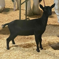 Black goat standing on straw in a pen
