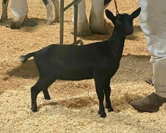 Black goat standing in a sandy pen beside people’s legs