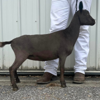 Black goat standing in profile beside a person in white pants and boots outdoors