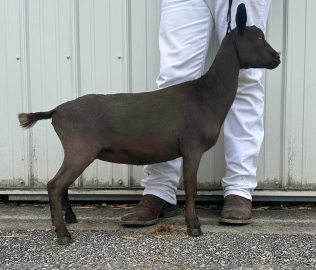 Young black goat standing beside a person in white pants outdoors