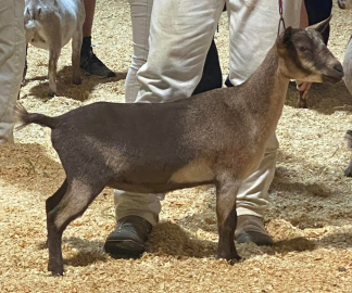 Brown goat standing beside a person at a livestock show, with other goats in the background