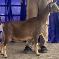 A brown goat standing in profile indoors beside a person’s legs, in front of blue curtains.