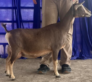 Brown dairy goat standing in profile beside a person’s legs, in front of a blue backdrop.