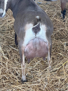 Rear view of a brown-and-white goat standing on straw, with an enlarged udder visible