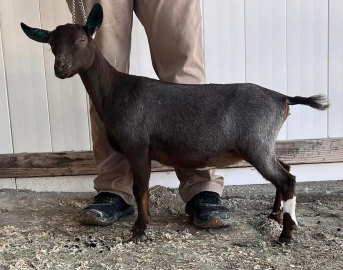 Black goat standing beside a person in tan pants indoors on a dirt floor, facing left.