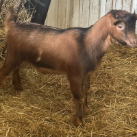Brown goat standing in a hay-filled pen beside a wooden wall