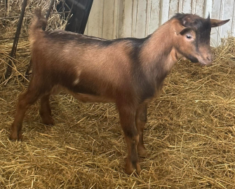 Brown goat standing on straw in a barn, with a wooden wall behind it.