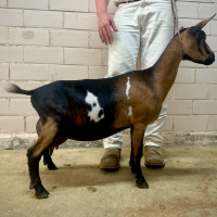 Brown-and-black goat with white markings standing beside a person in white pants against a brick wall