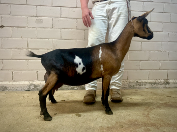 Brown-and-black goat standing in profile beside a person's legs indoors.