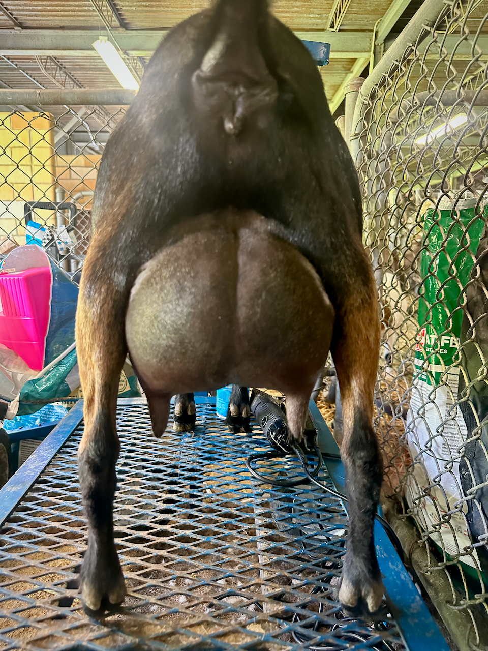 Rear view of a black pig standing on a metal grate in a fenced pen