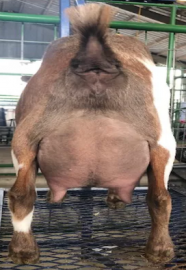 Rear view of a brown and white goat standing on a metal grate in a barn.
