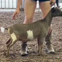 Goat standing beside a person’s legs in a dirt pen, with white patches on its brown coat