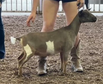 Goat with white patches standing beside a handler in a dirt-ring show arena