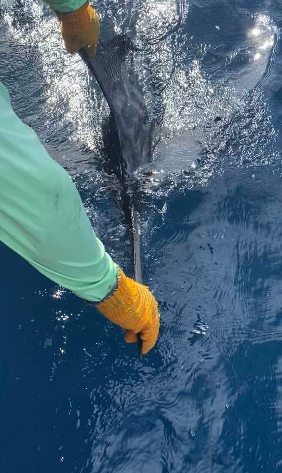 Catch & Release