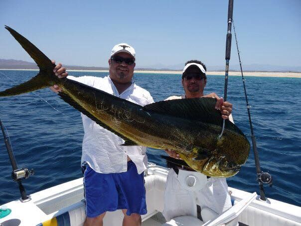 a dorado catch in the sea of Cortez