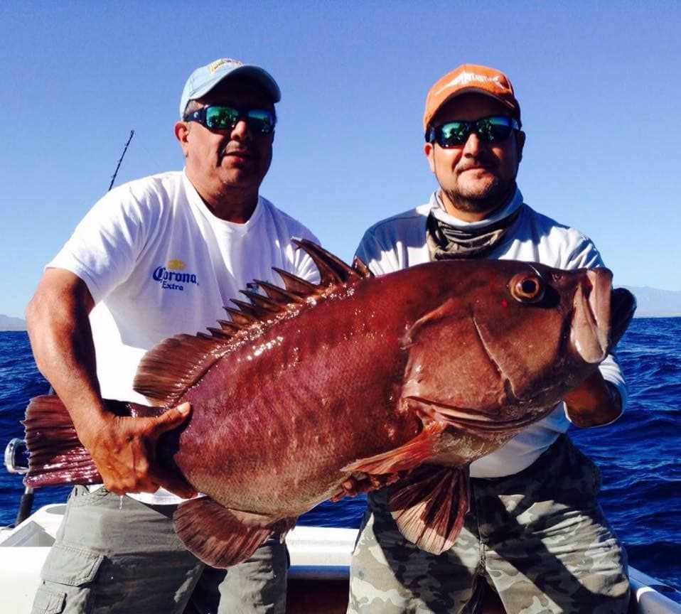 grouper catch