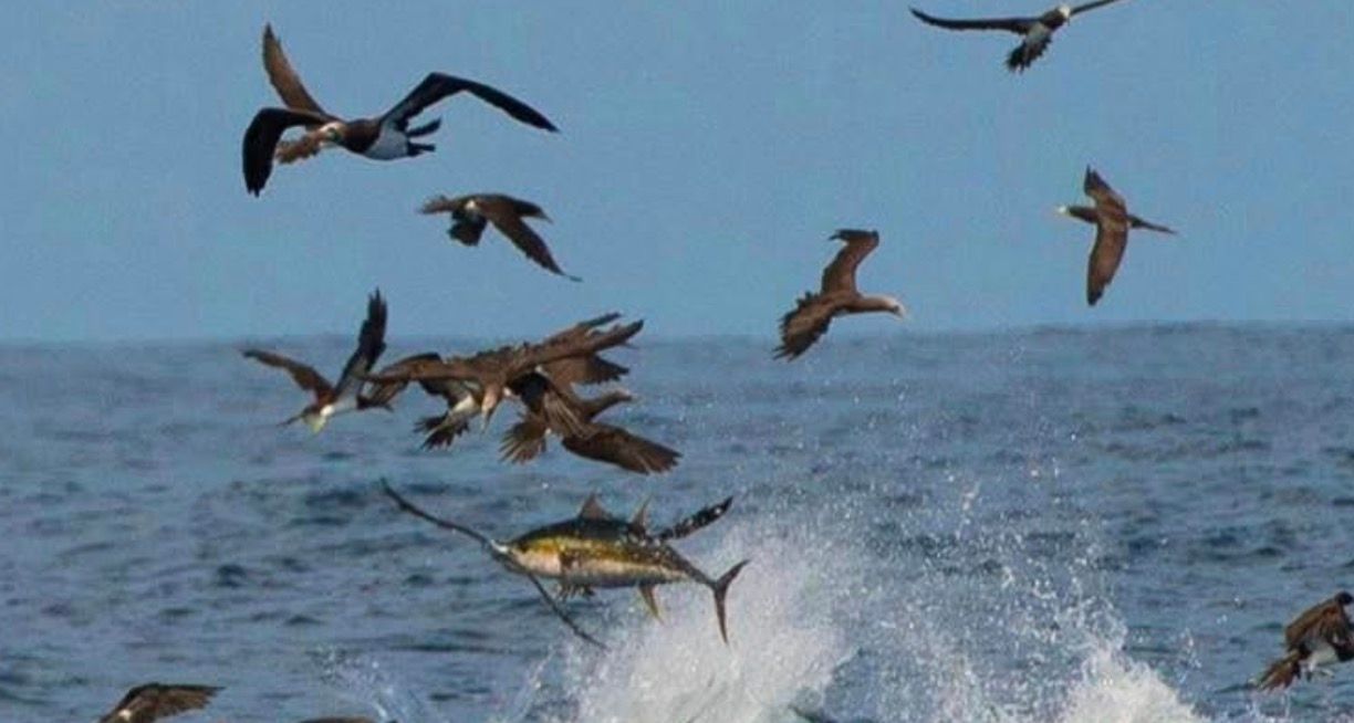 Seabirds swoop over the ocean as a fish leaps from the water, splashing at the surface