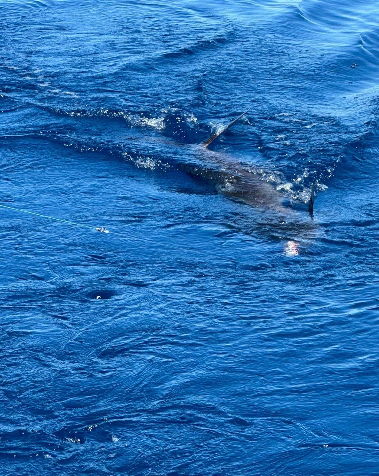 Dark marine animal surfacing in bright blue ocean water