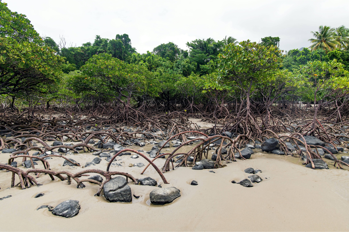 Mangrove shoreline with numerous crabs on wet sand under dense green trees