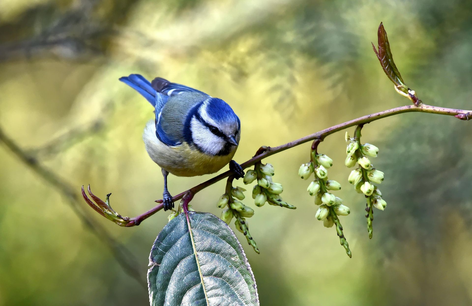 Blue bird perched on a leafy branch with hanging white blossoms