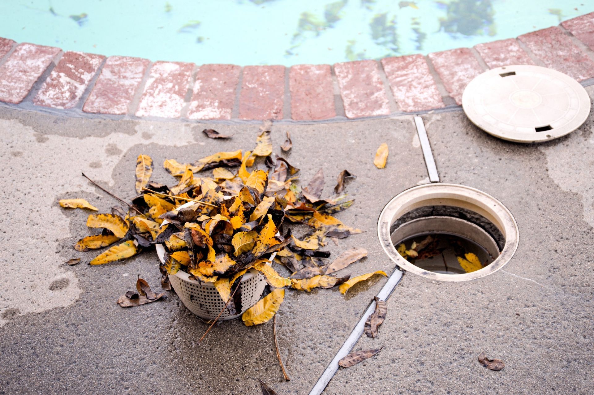 A pool skimmer basket overflowing with yellow leaves sits on a concrete deck next to an open pool skimmer well.