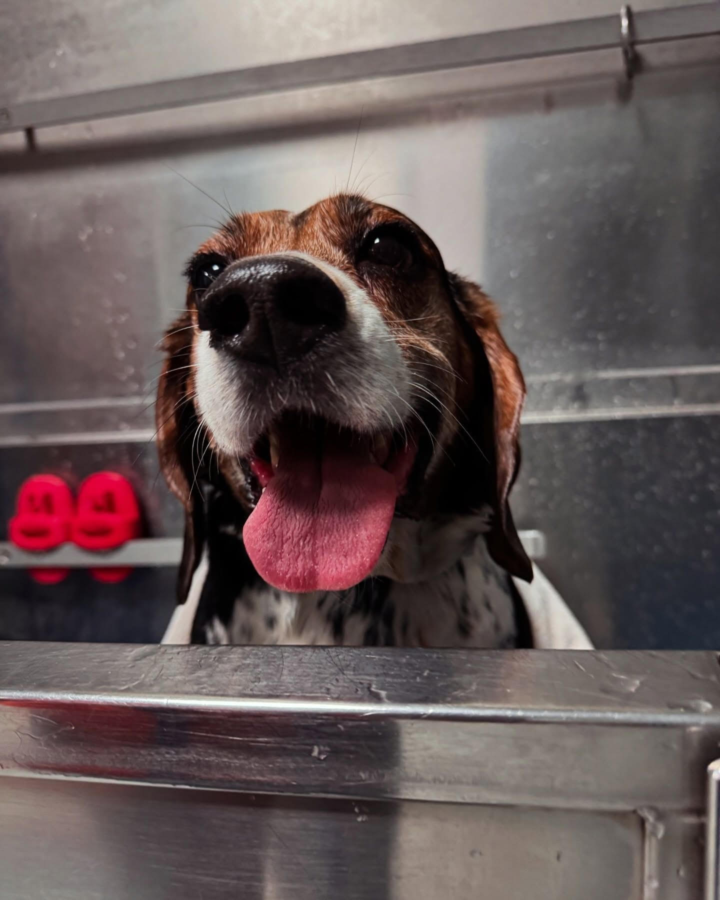 A brown and white dog sticking its tongue out in front of a shelf with red numbers 99