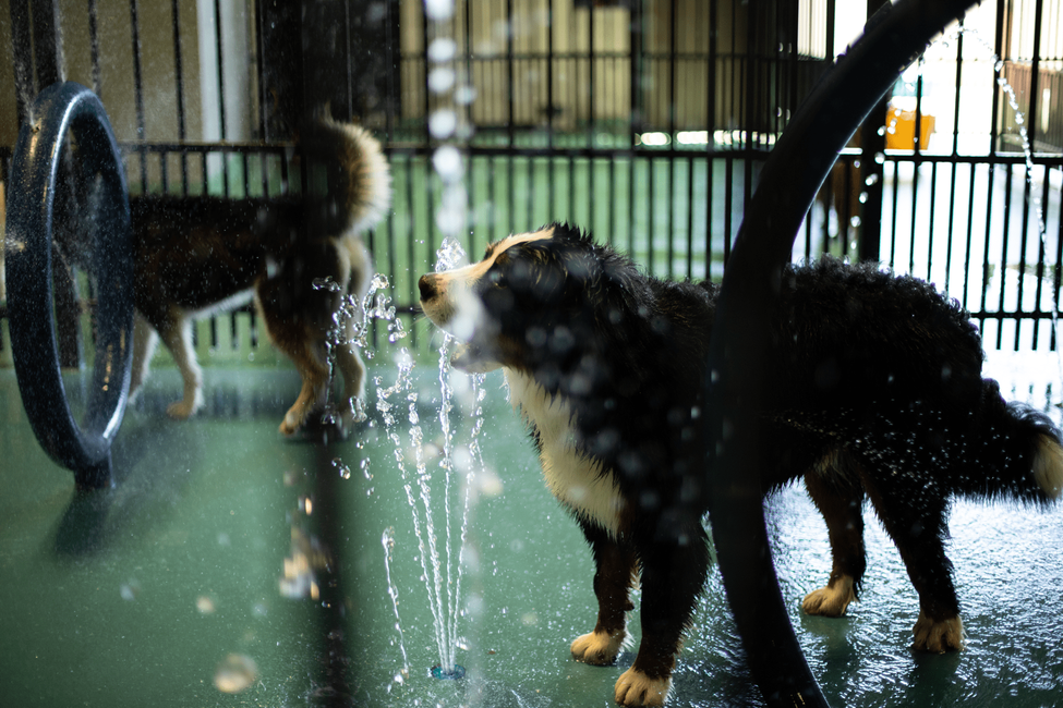 Two dogs are playing in a water fountain.