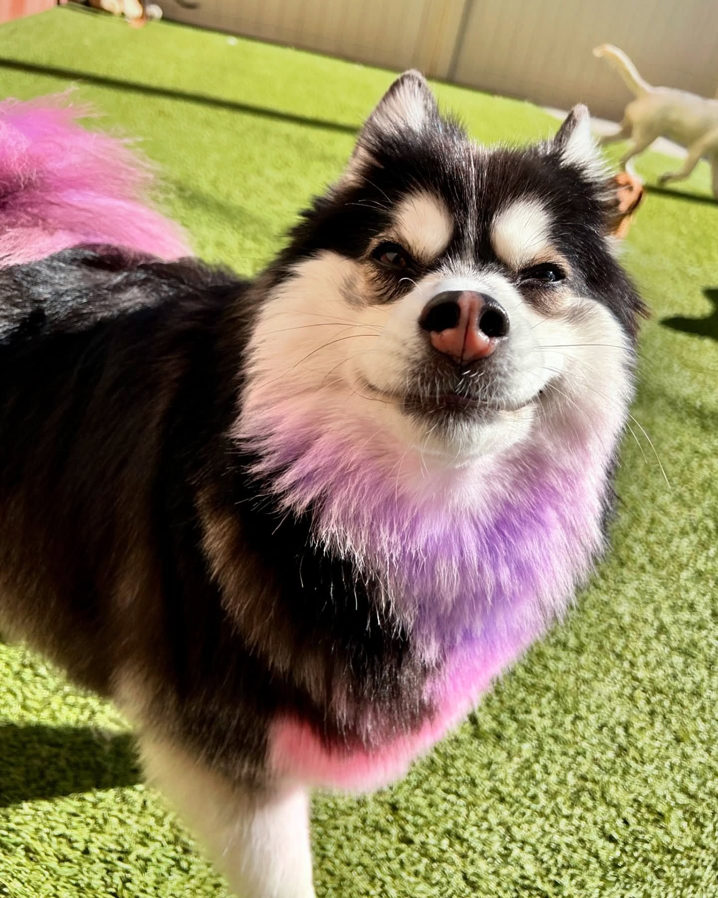 A black and white dog with pink hair is standing on a lush green field.