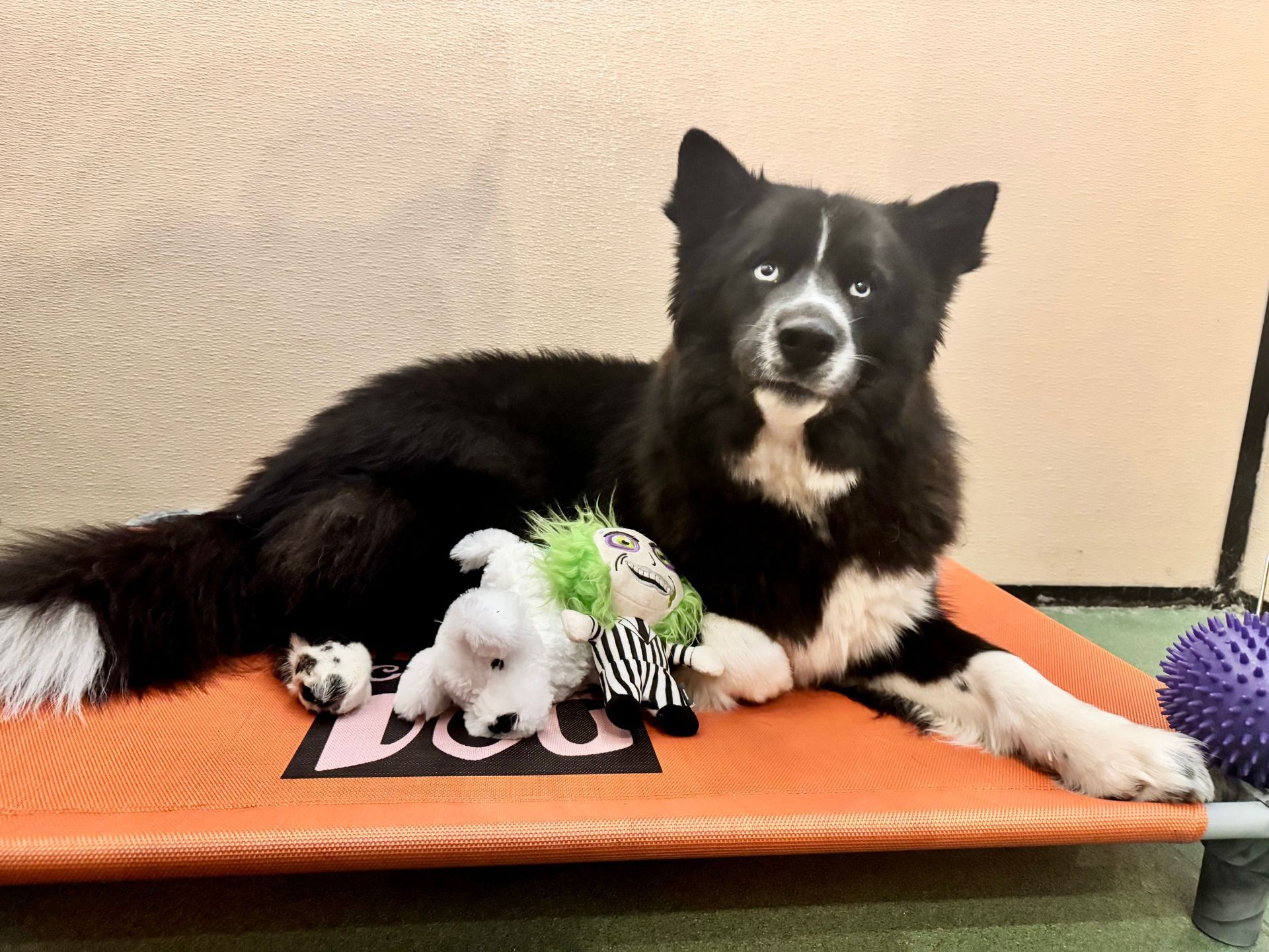 A black and white dog is laying on an orange bed with toys.