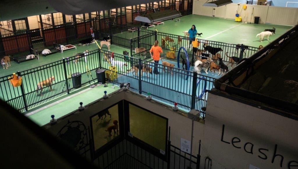 A large indoor dog park with a sign that says leashes