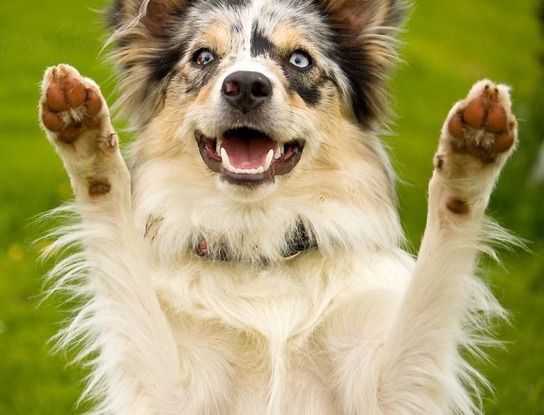 A dog is standing on its hind legs with its paws in the air.