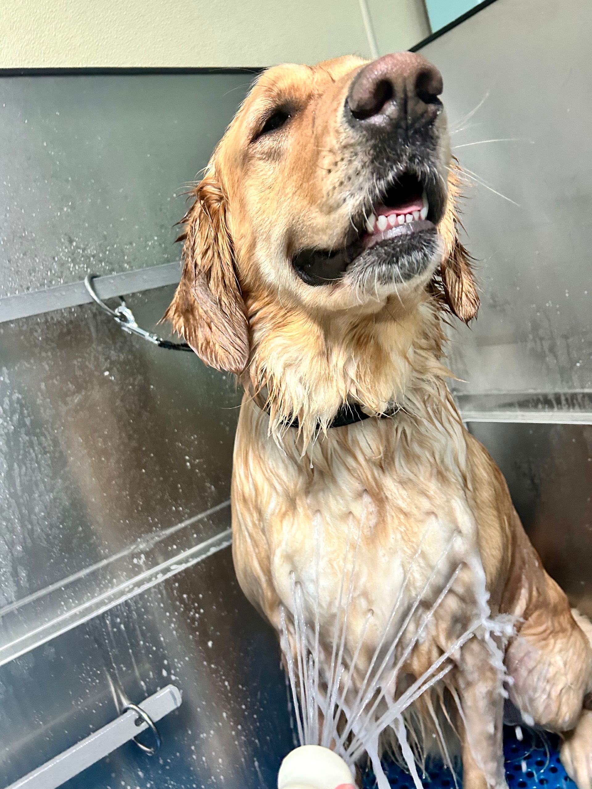 A dog is taking a bath in a stainless steel tub.