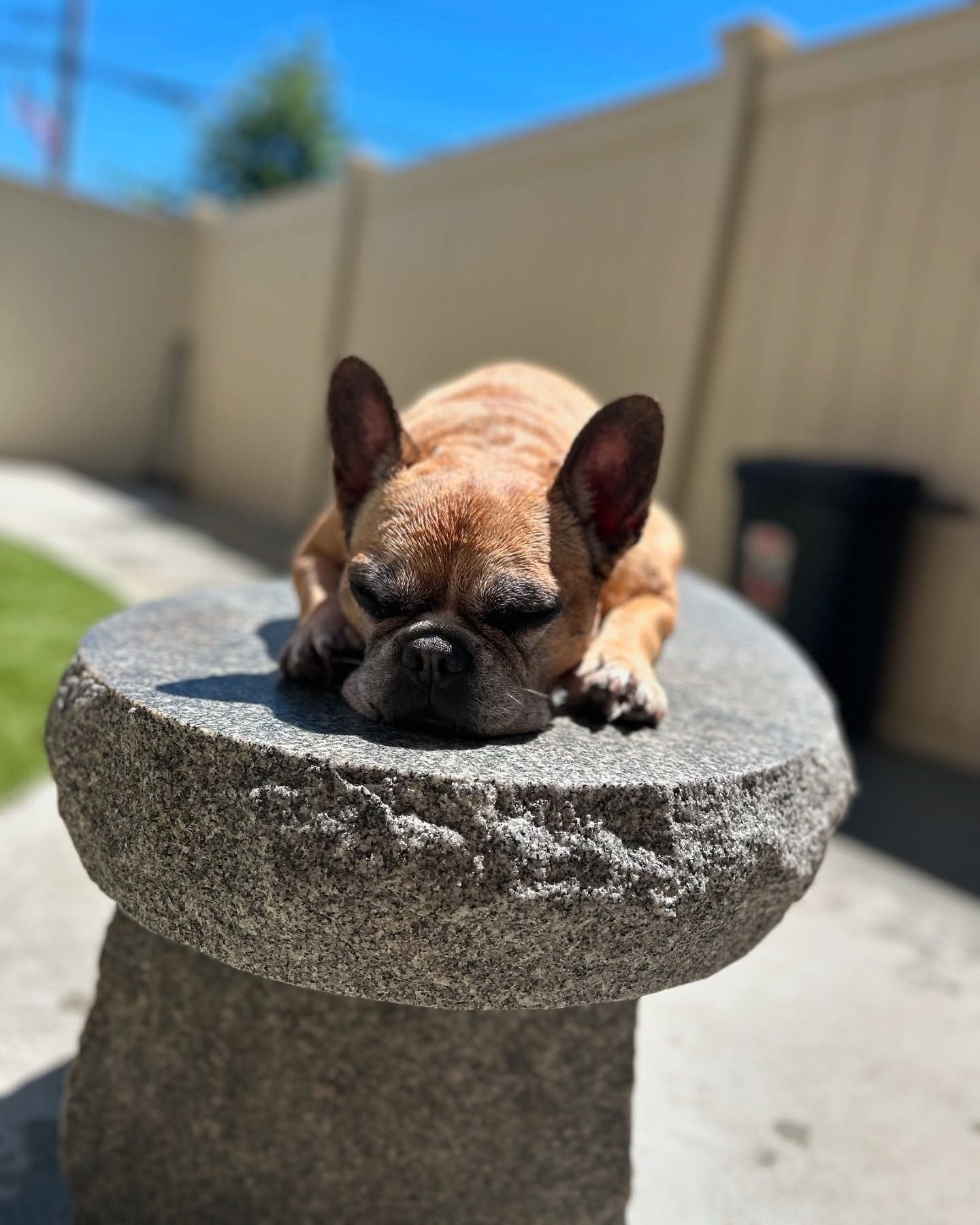 A french bulldog is laying on top of a stone table.