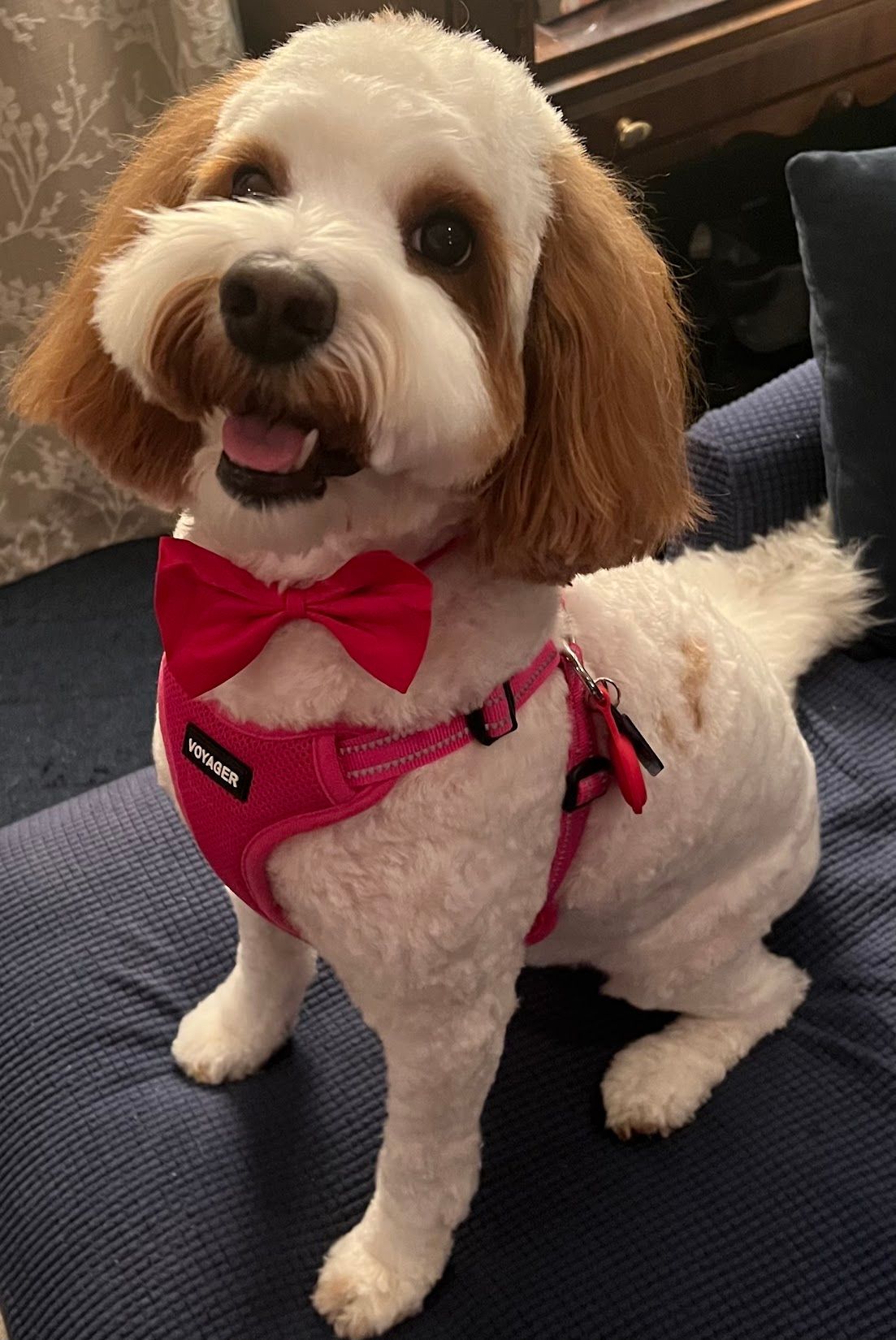 A small white dog wearing a red bow tie is sitting on a couch.