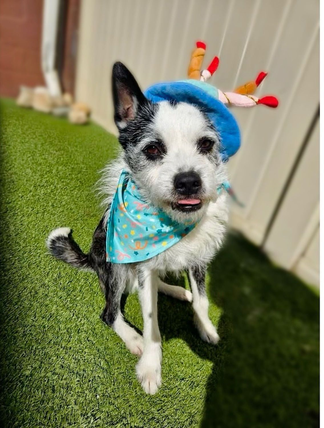 A black and white dog wearing a birthday hat and bandana