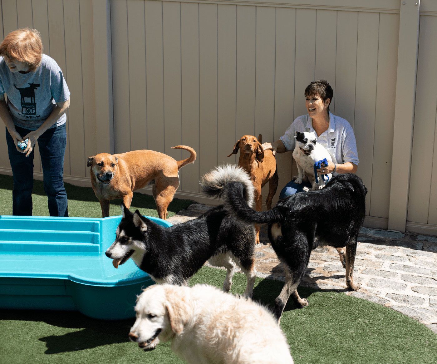 A woman is standing next to a pool surrounded by dogs.