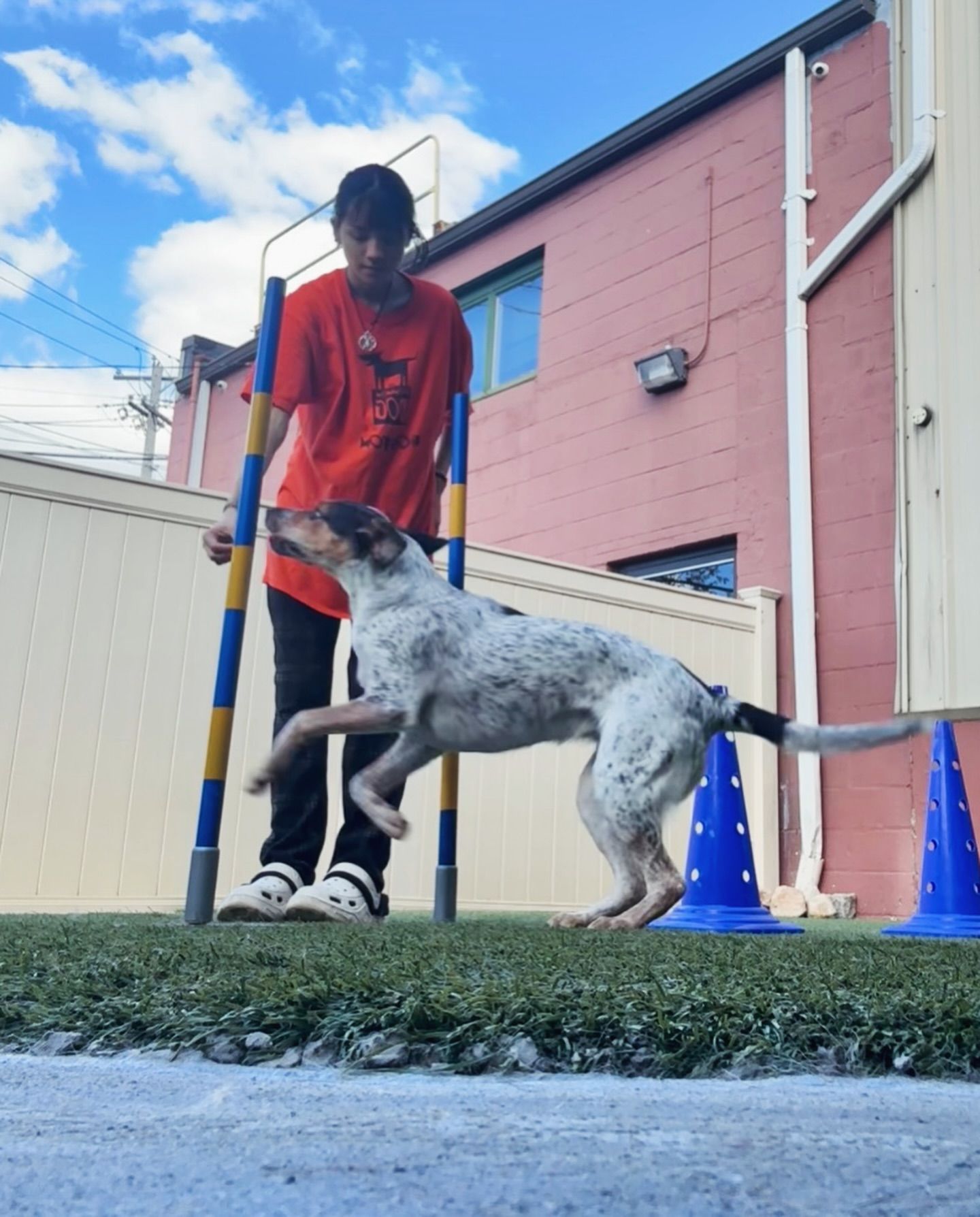 A boy in a red shirt is playing with a dog