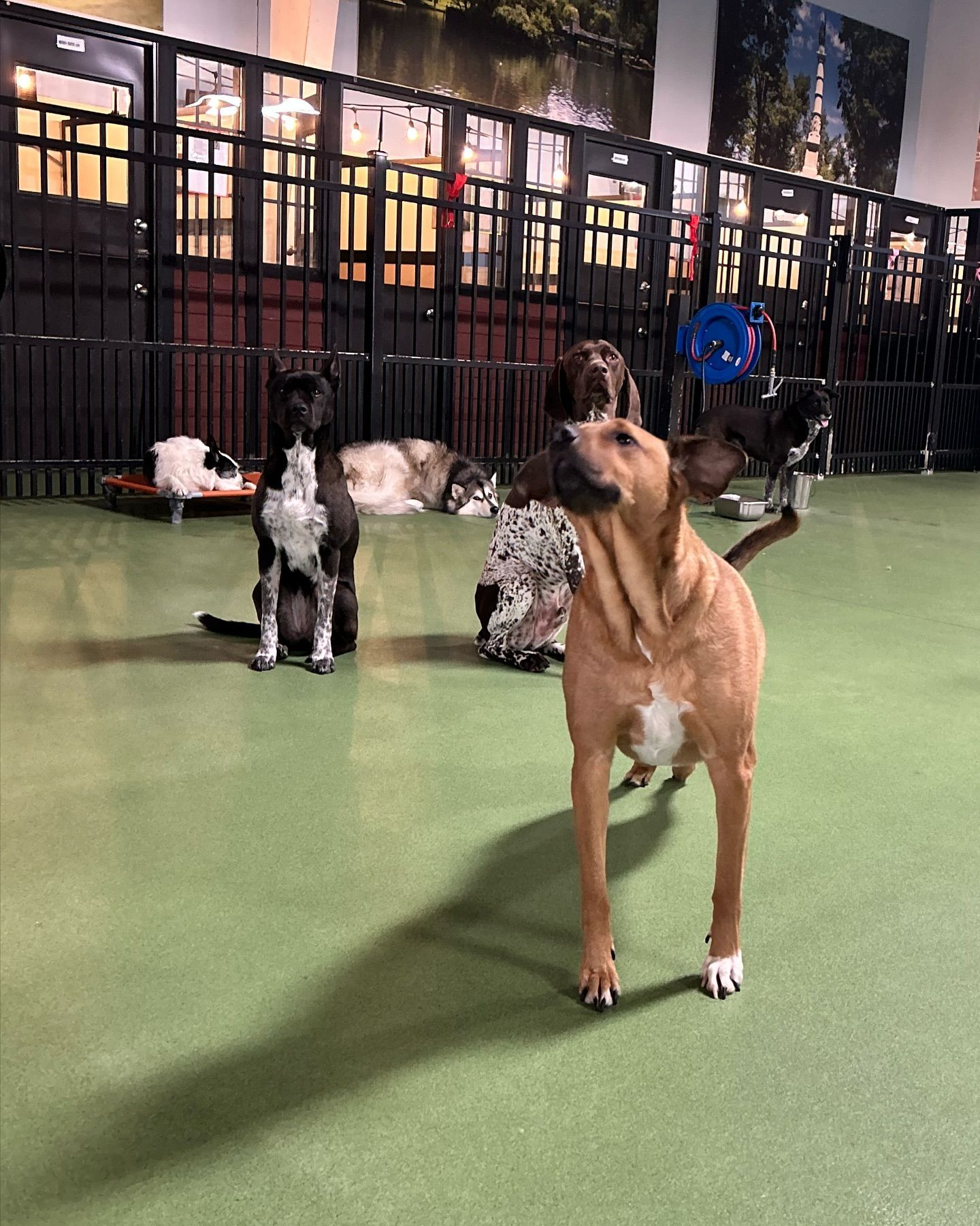A group of dogs are standing in a fenced in area.