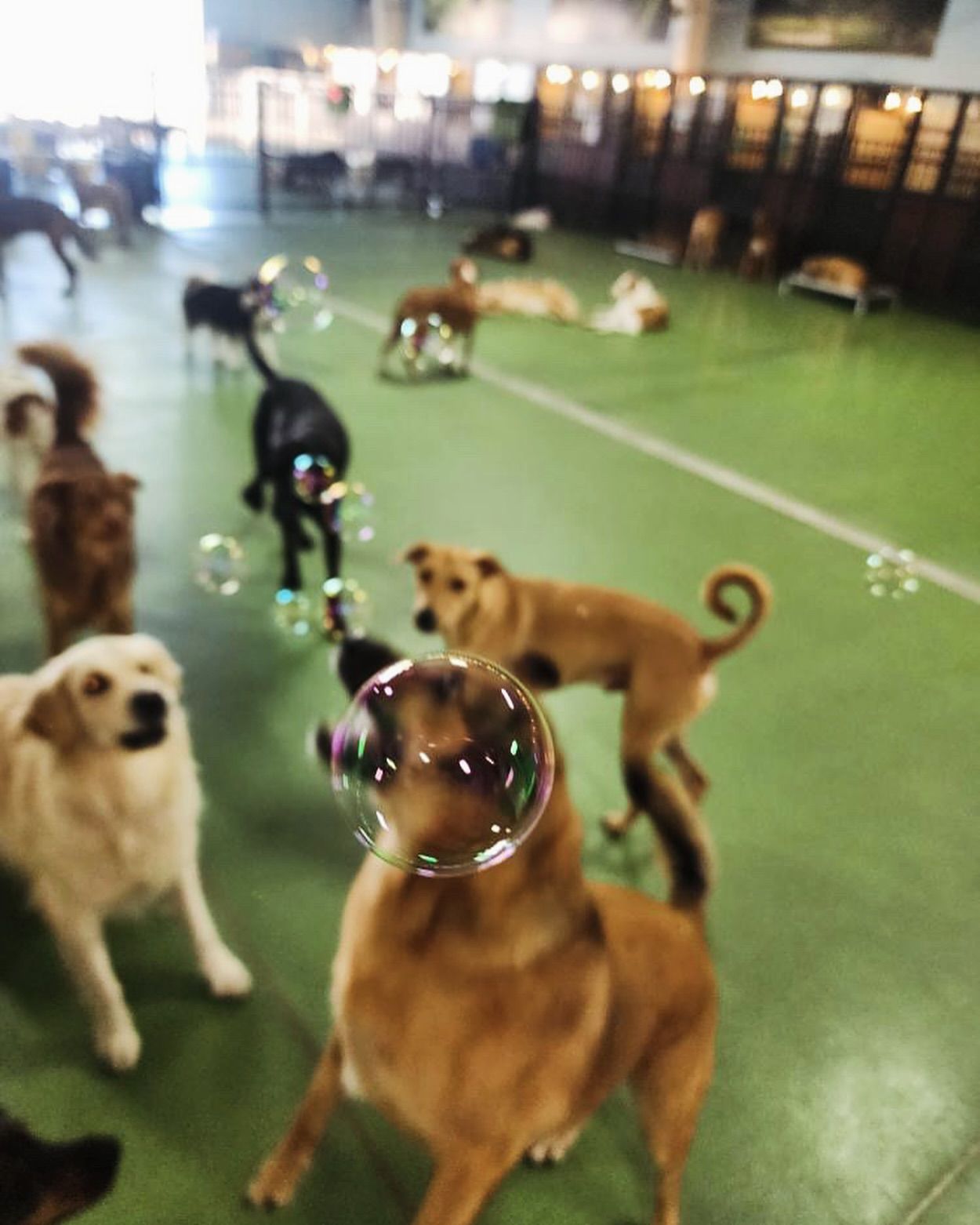 A group of dogs are playing with soap bubbles