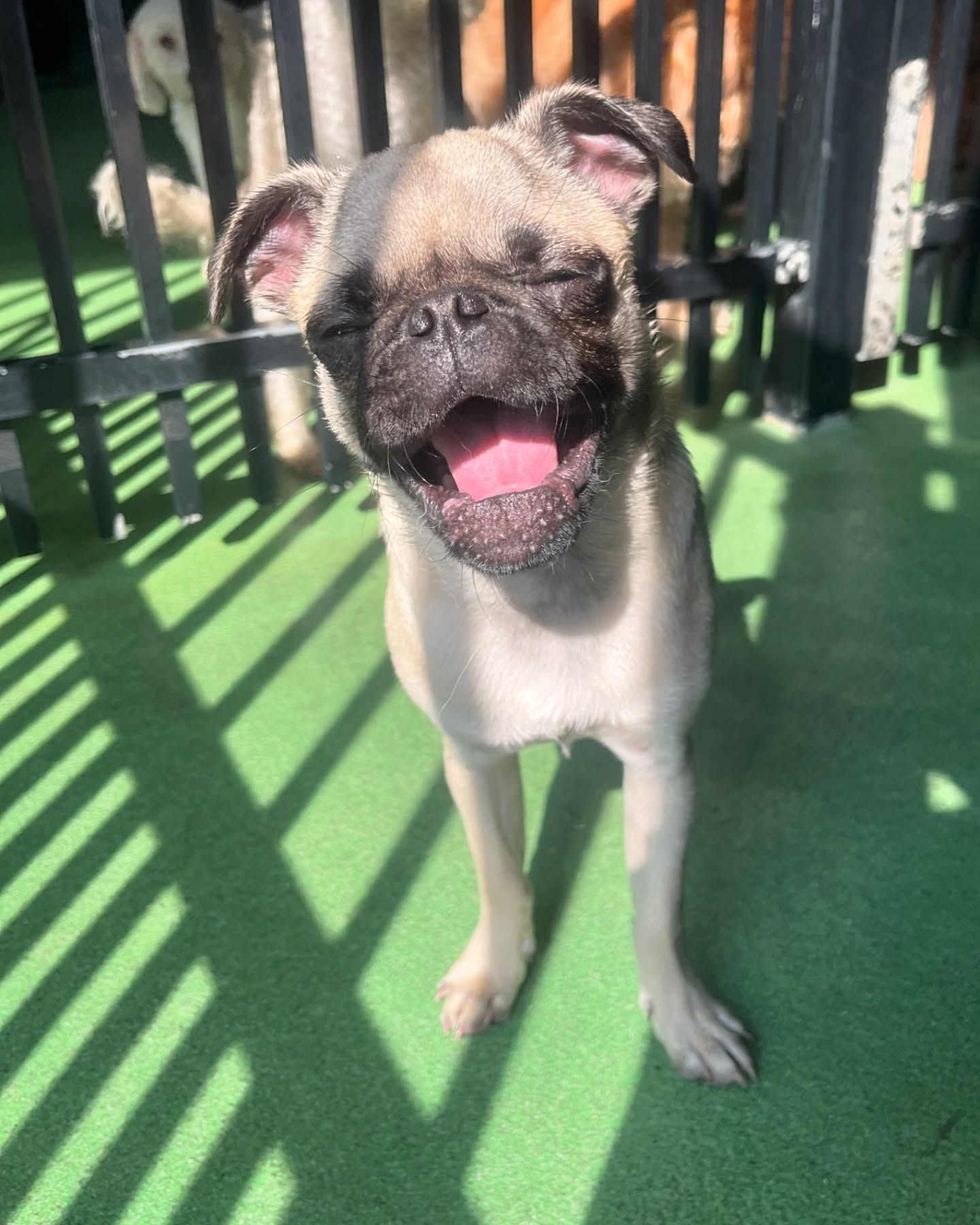 A pug dog is standing in front of a fence with its tongue hanging out.