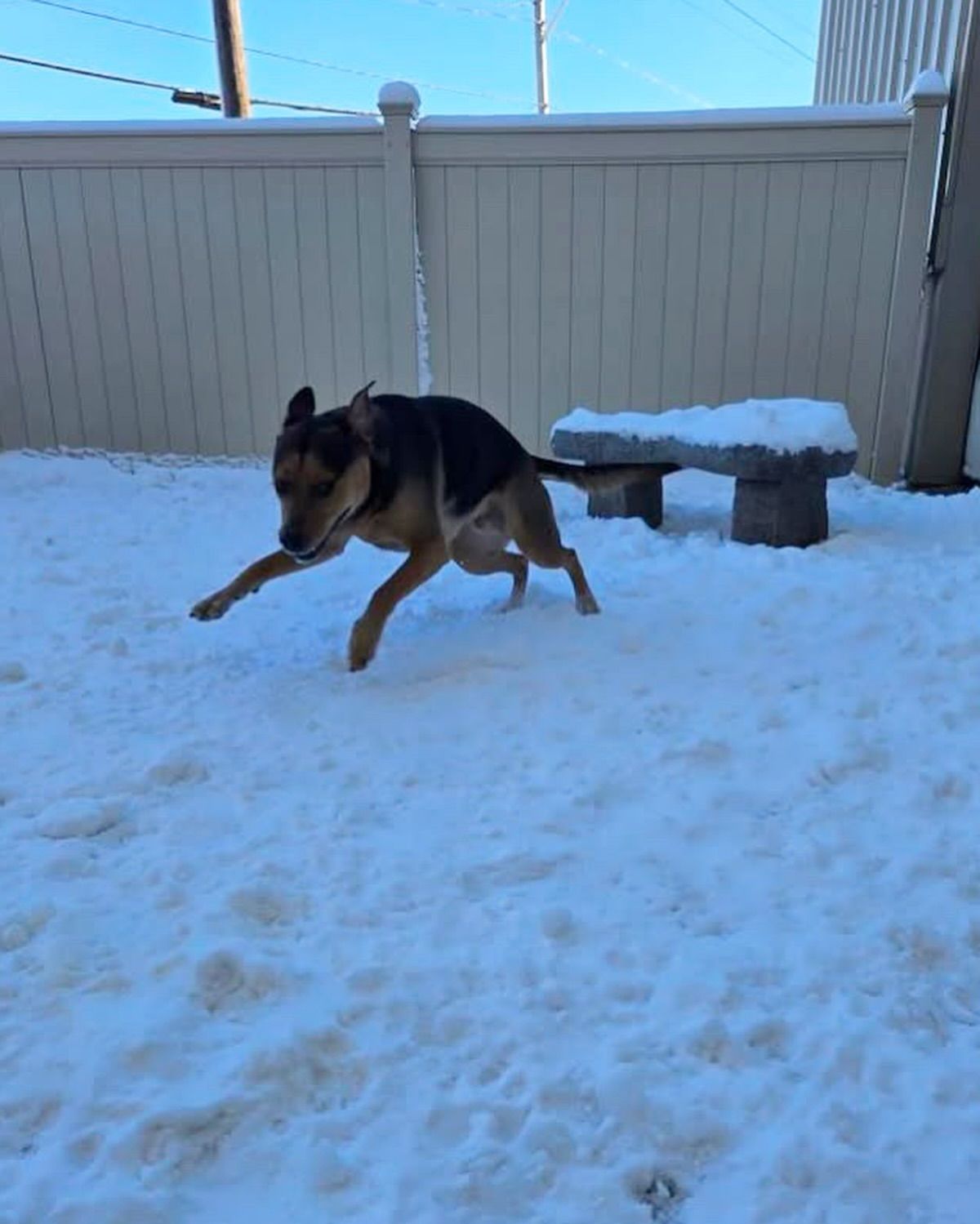A dog is running in the snow in front of a fence.