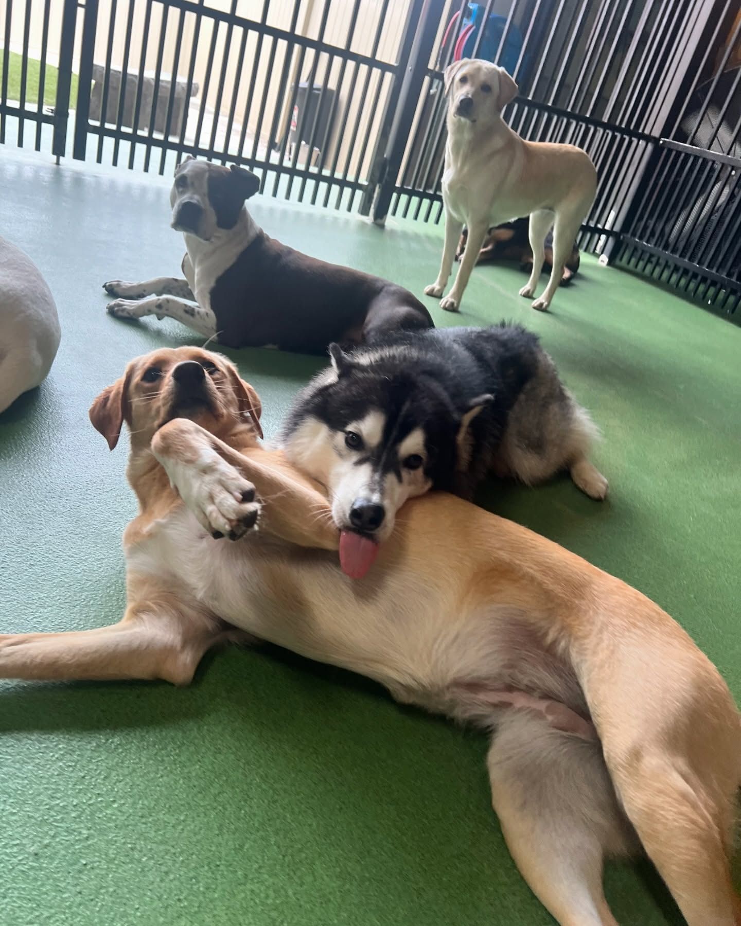 A group of dogs are laying on a green carpet.