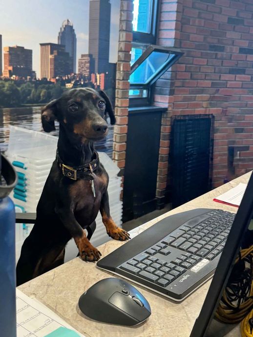 A dog standing on a desk next to a keyboard and mouse