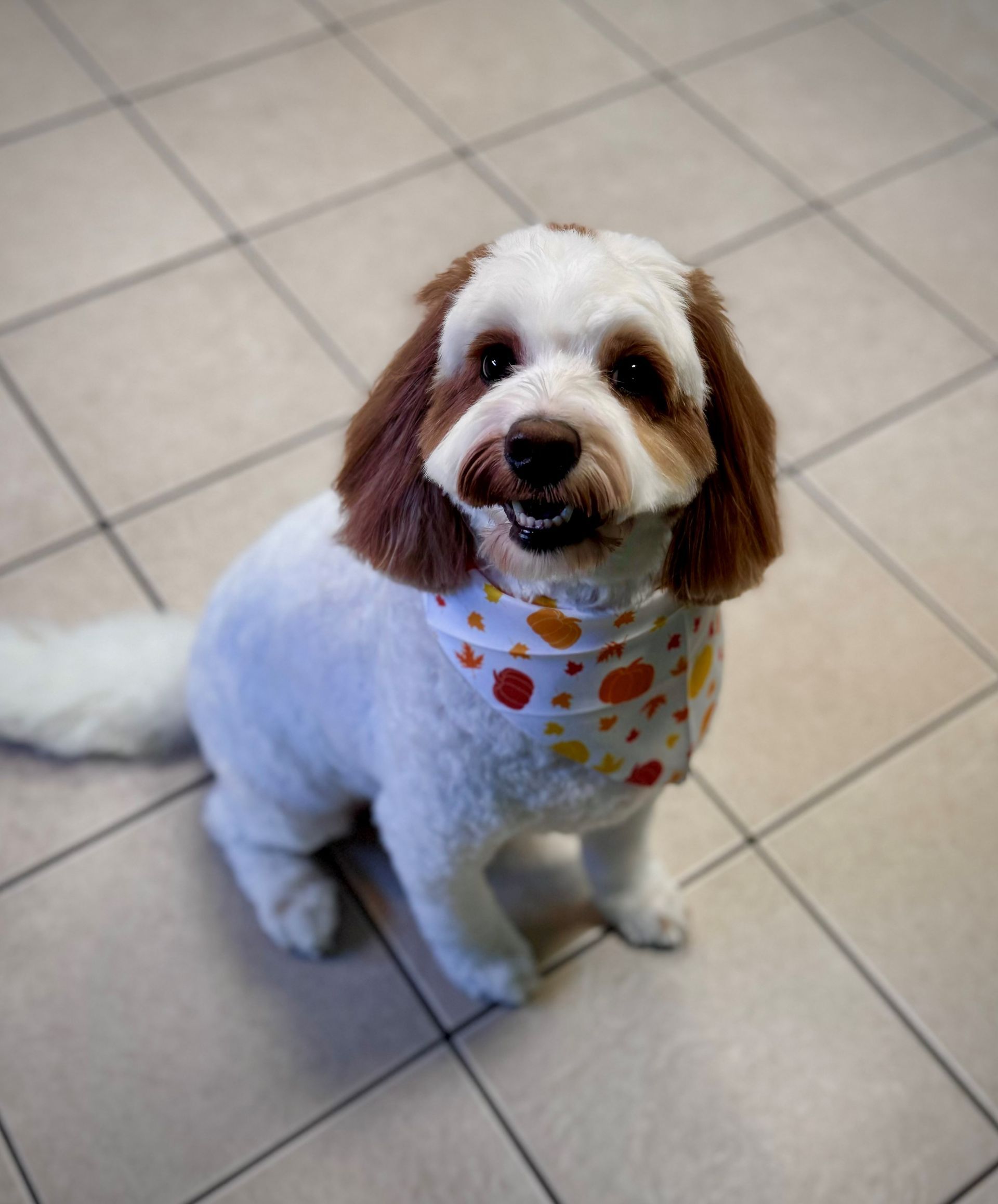 A small brown and white dog wearing a bandana is sitting on a tiled floor.