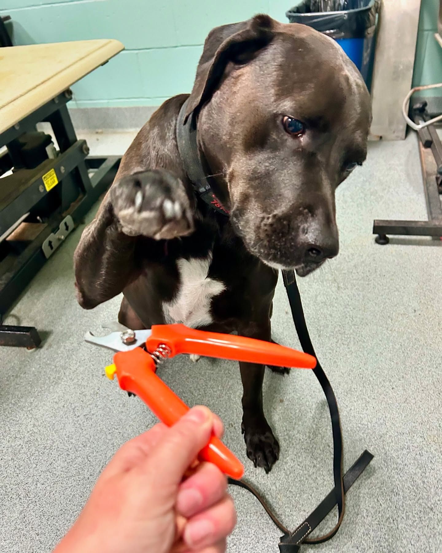 A person is holding a pair of scissors in front of a dog