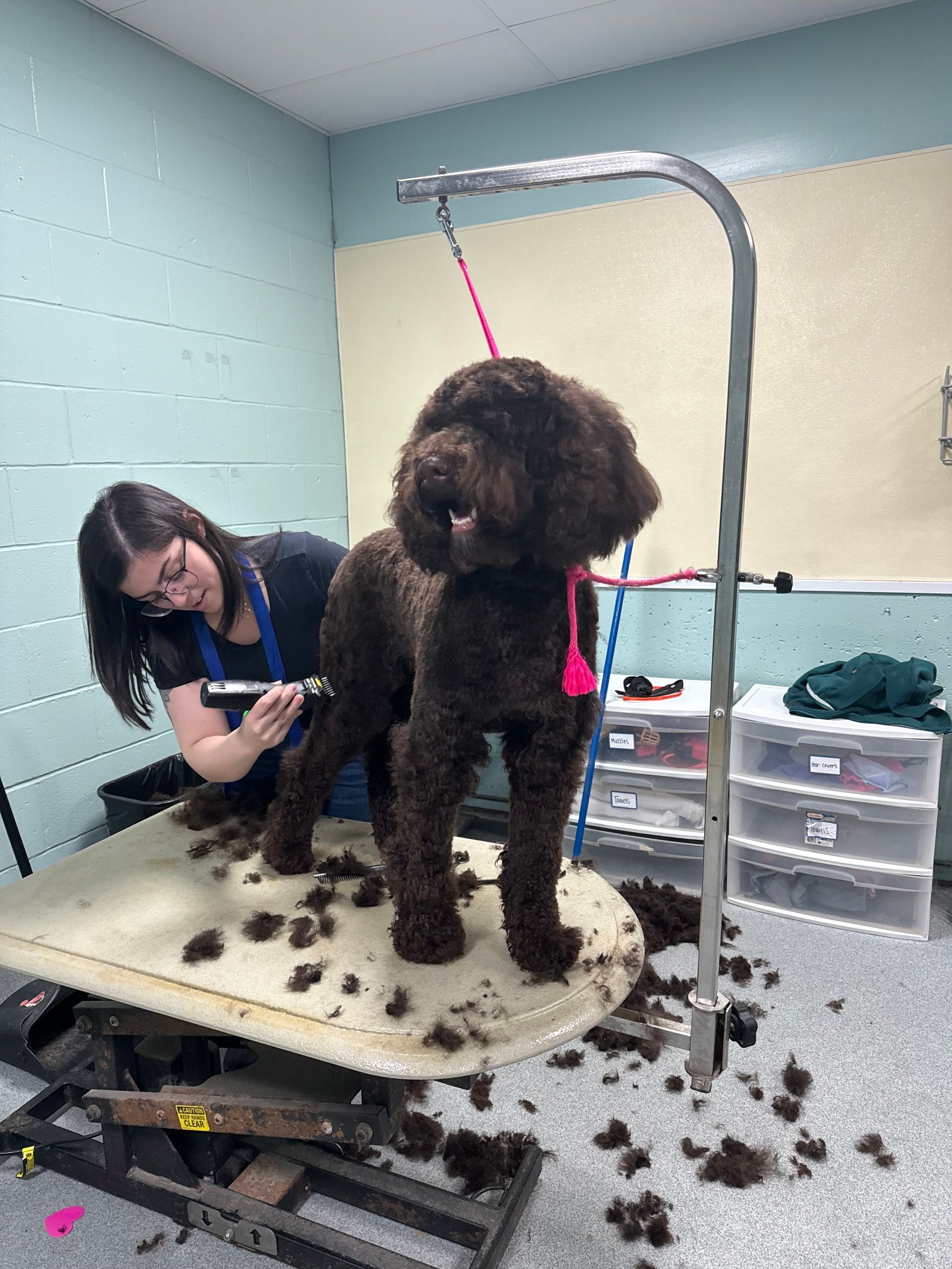 A woman is grooming a brown dog on a table.