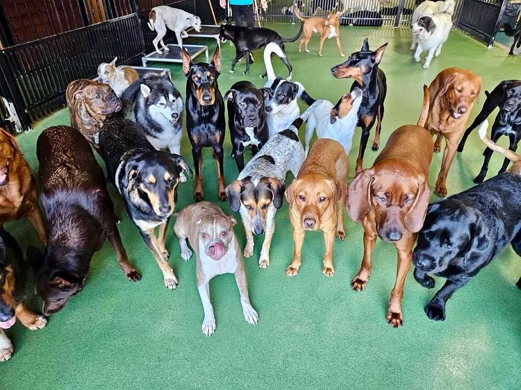 A large group of dogs are standing in a circle on a green carpet.