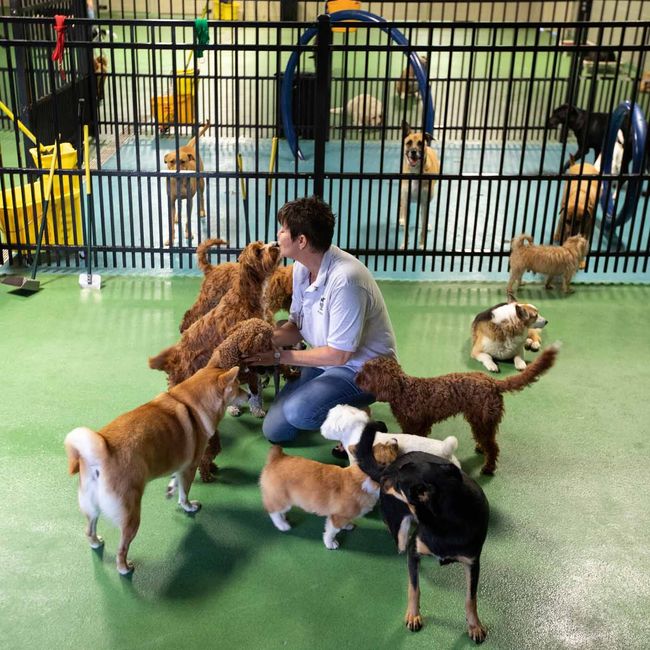 A man is kneeling down in front of a group of dogs