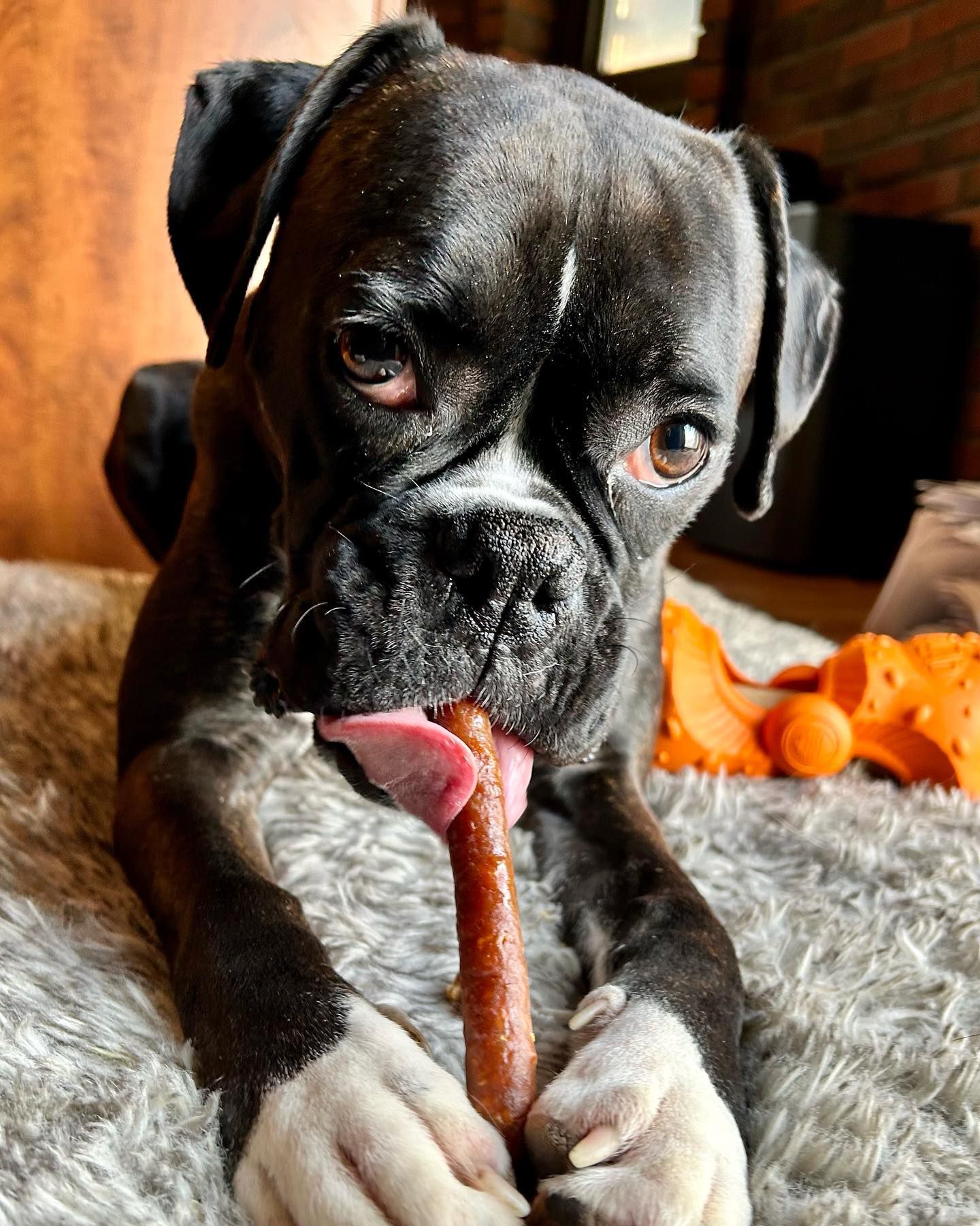 A boxer dog is chewing on a stick on a bed.