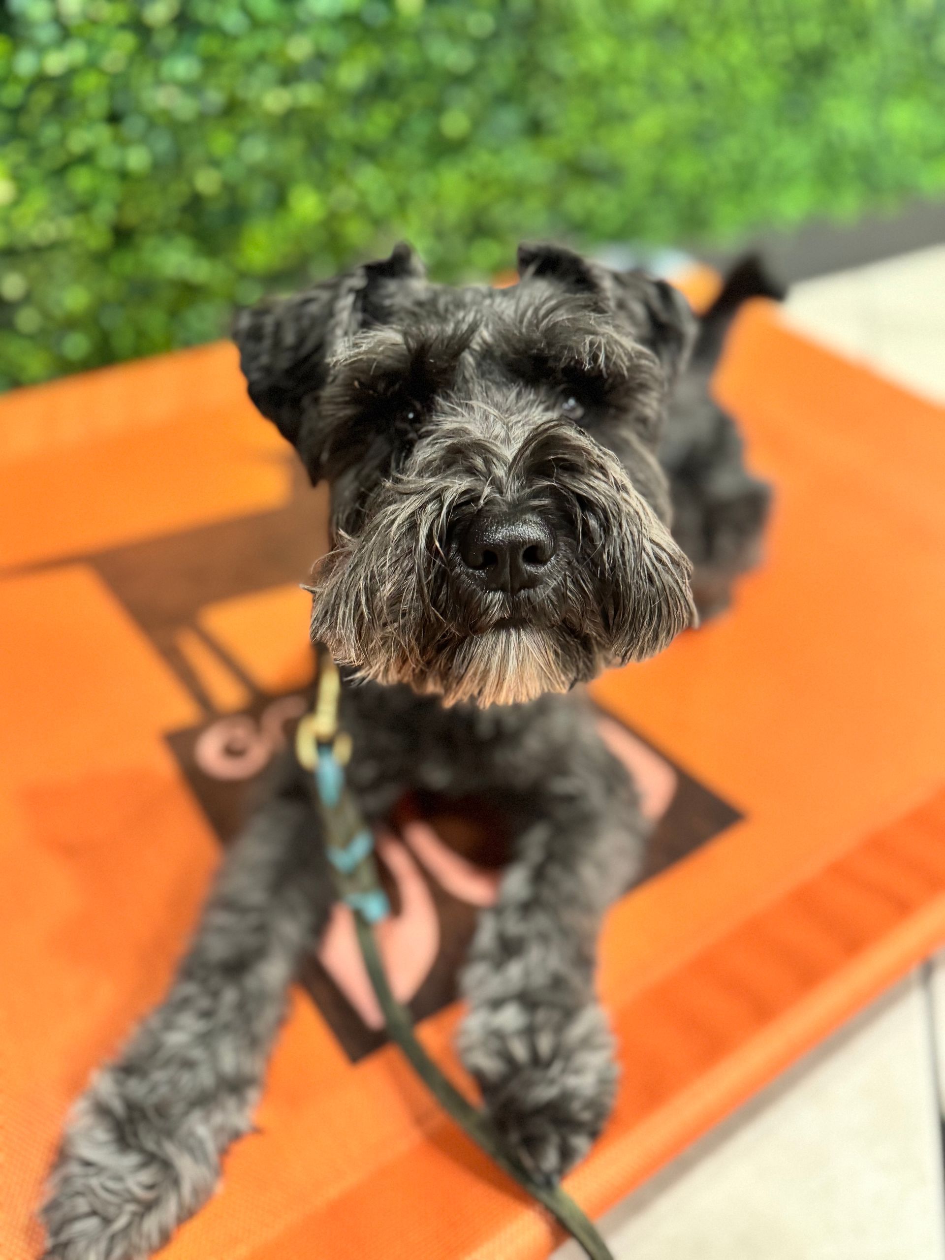 A small black dog is laying on top of an orange blanket.